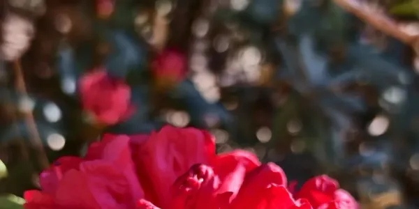 一树红艳报春来！宁蒗永宁坪古老山茶花“三季红”，为彝乡马年添祥瑞