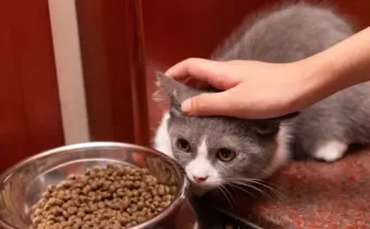 从“贴心服务”到“信任危机”，上门宠托如何走出“三无”困境？