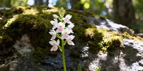 玉龙县启动为期3年专项行动 严厉打击鸟类及野生兰科植物违法犯罪