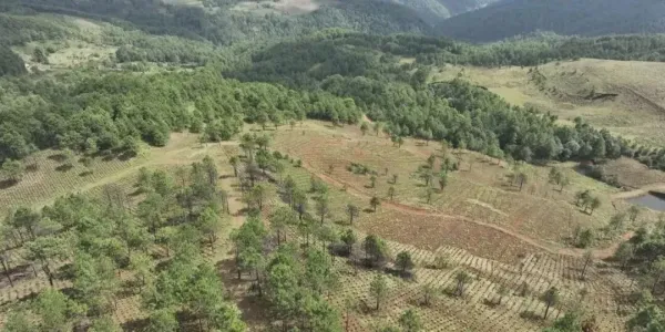宁蒗：以山为媒育良药 中药材产业铺就振兴路
