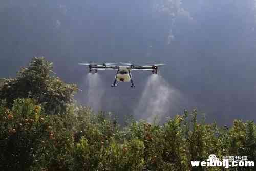 华坪县做强特色农业助农增收.webp (2).jpg