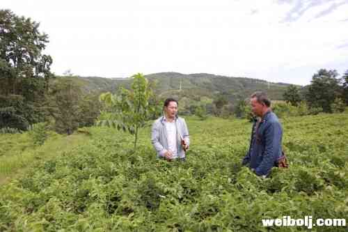 发展扶持核桃和魔芋产业 大安正在告别贫穷