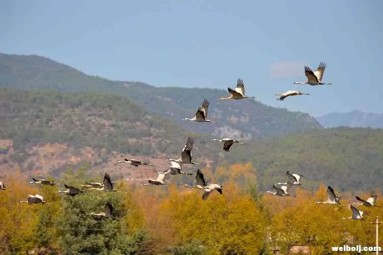 生态环境改善，拉市海湿地越冬的候鸟明显增多