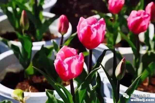 今年春节，丽江古城一大波精彩活动等你来！