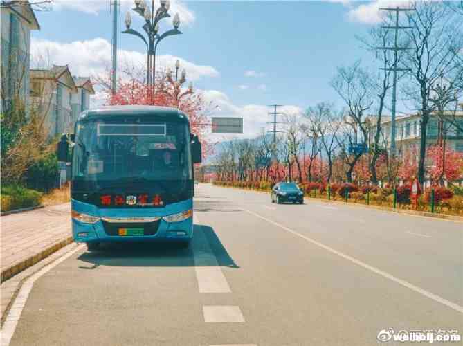 丽江城区到玉龙雪山公交26号起恢复 古城到雪山只要15元