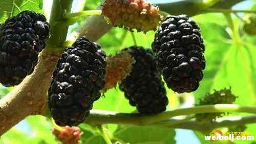 船房乡华荣村：果桑生态产业促农增收