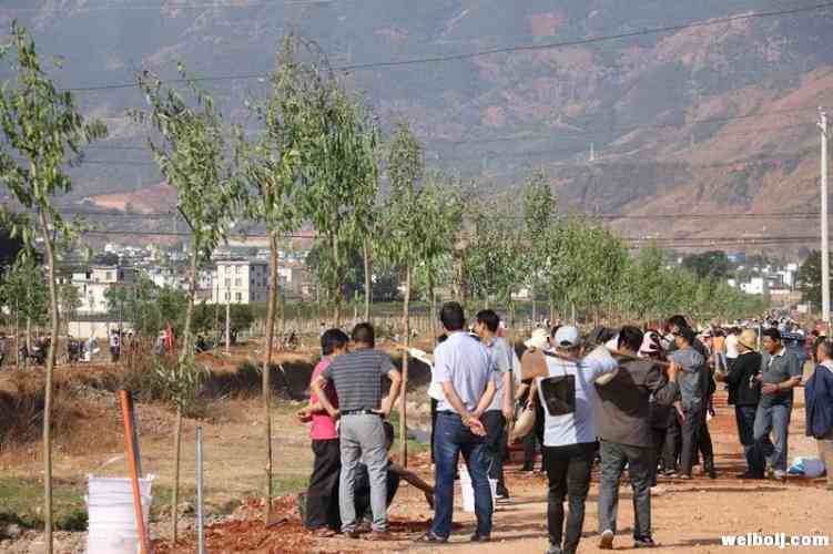 三川镇开展植树活动，向五一劳动节献礼