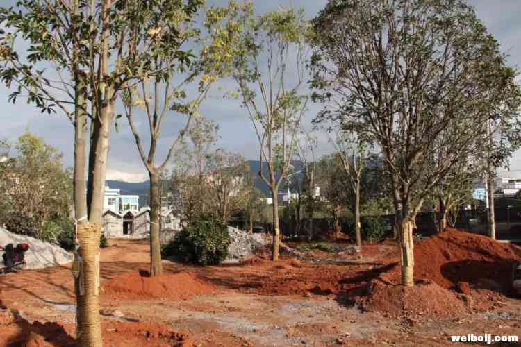 冯忠调研“美丽县城”建设时要求：加快推进项目建设，让“美景”早日惠民