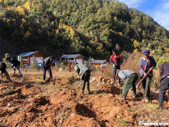 黎明乡的小蓝莓，带动脱贫大事业！预计户均产值1.25万元！