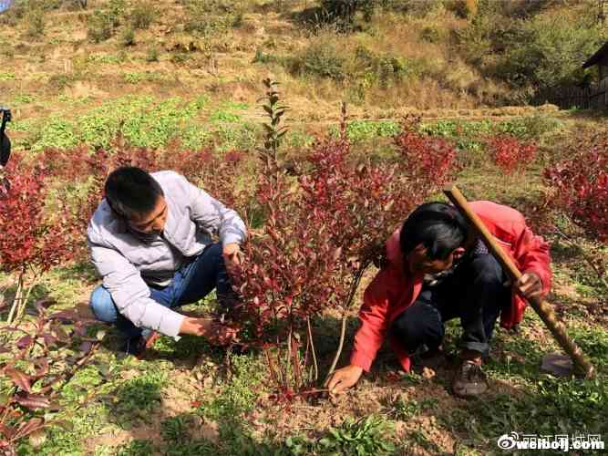 黎明乡的小蓝莓，带动脱贫大事业！预计户均产值1.25万元！