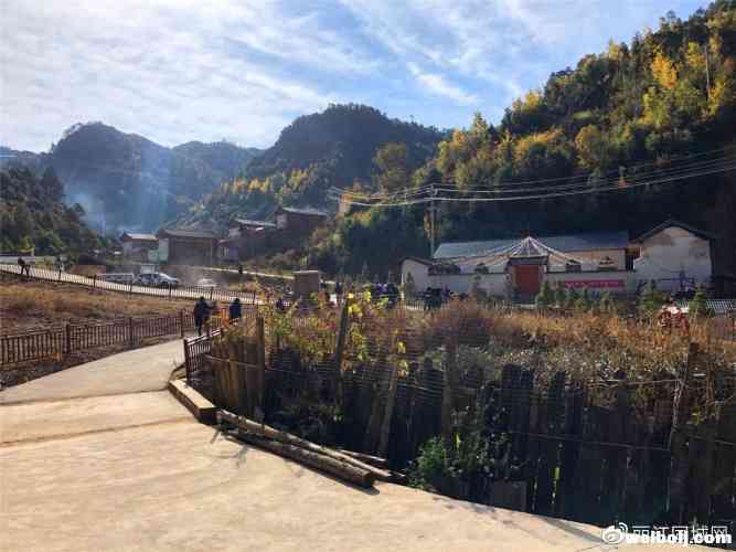 黎明乡的小蓝莓，带动脱贫大事业！预计户均产值1.25万元！