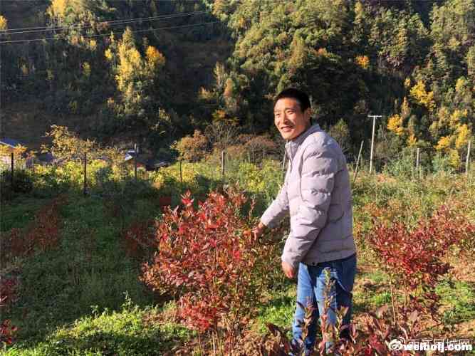 黎明乡的小蓝莓，带动脱贫大事业！预计户均产值1.25万元！