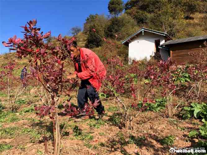 黎明乡的小蓝莓，带动脱贫大事业！预计户均产值1.25万元！