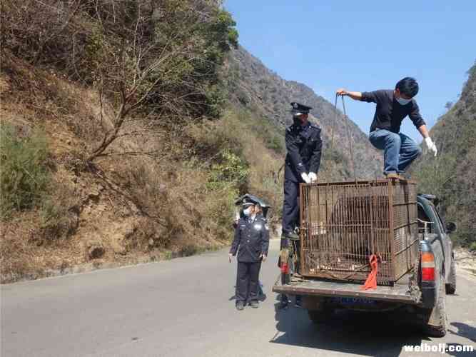 猴子上房揭瓦 野生动物肇事要赔1.jpg