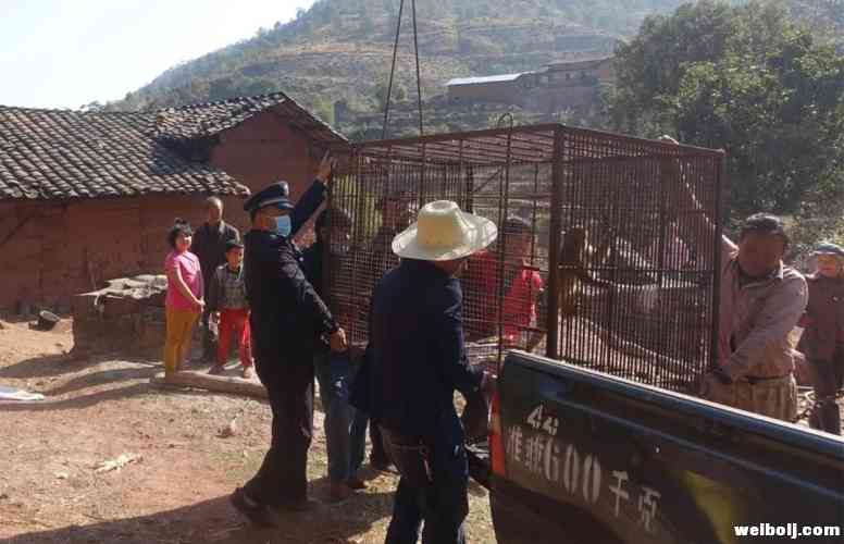 猴子上房揭瓦 野生动物肇事要赔8.jpg