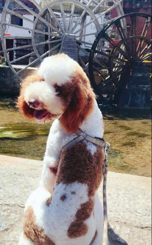 神奇！丽江这只狗狗居然是医生 (1).jpg