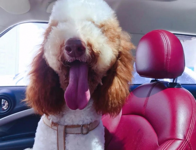 神奇！丽江这只狗狗居然是医生 (3).jpg