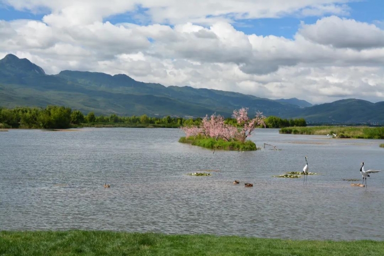 何玉兰到拉市海巡湖：努力把拉市海打造成丽江“最美后花园” (1).jpg