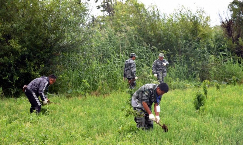 国有土地违规侵占，束河街道600多棵林果苗木被强制移除！ (1).jpg