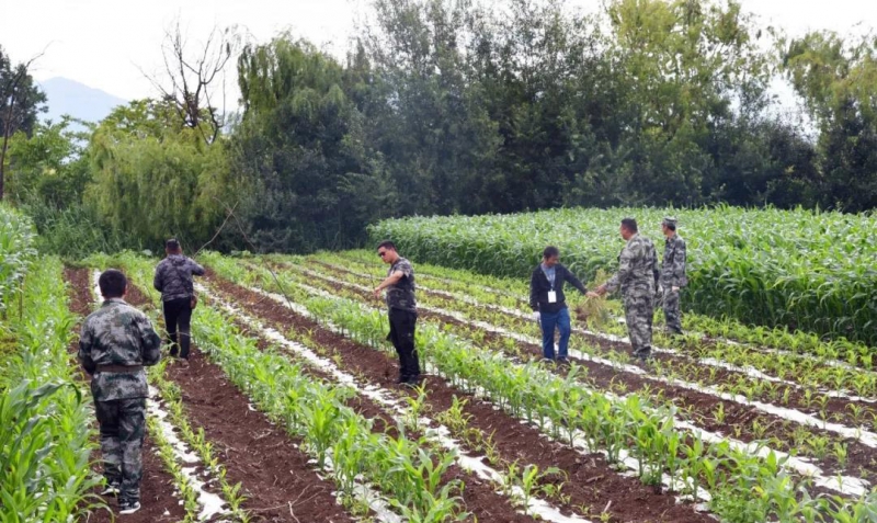 国有土地违规侵占，束河街道600多棵林果苗木被强制移除！ (2).jpg