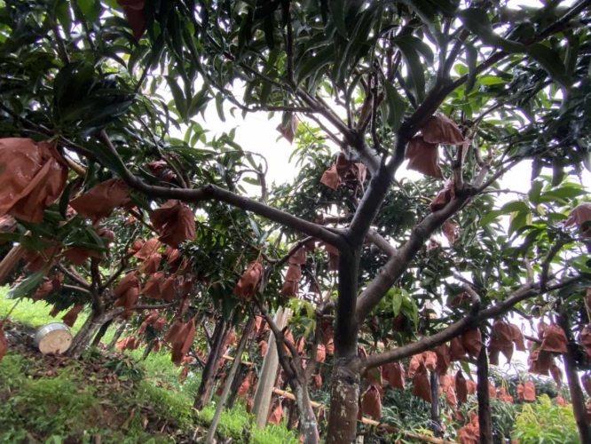 种芒果发家致富年产值40万元 网络直播一天卖出五万多件2.JPG