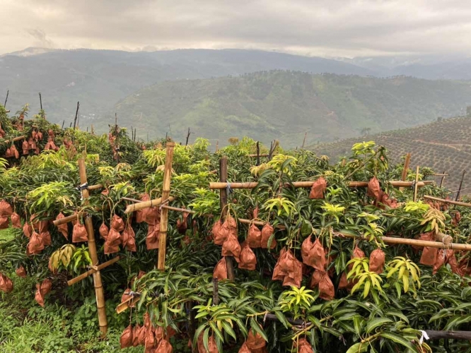 种芒果发家致富年产值40万元 网络直播一天卖出五万多件10.JPG