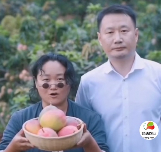 种芒果发家致富年产值40万元 网络直播一天卖出五万多件11.JPG