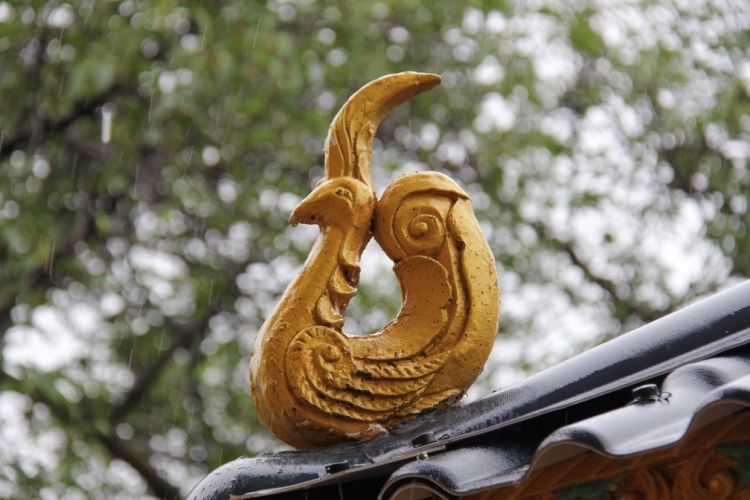 石龙坝，华坪芒果产业半壁江山 有机芒果让食者有安全种者有良田8.JPG