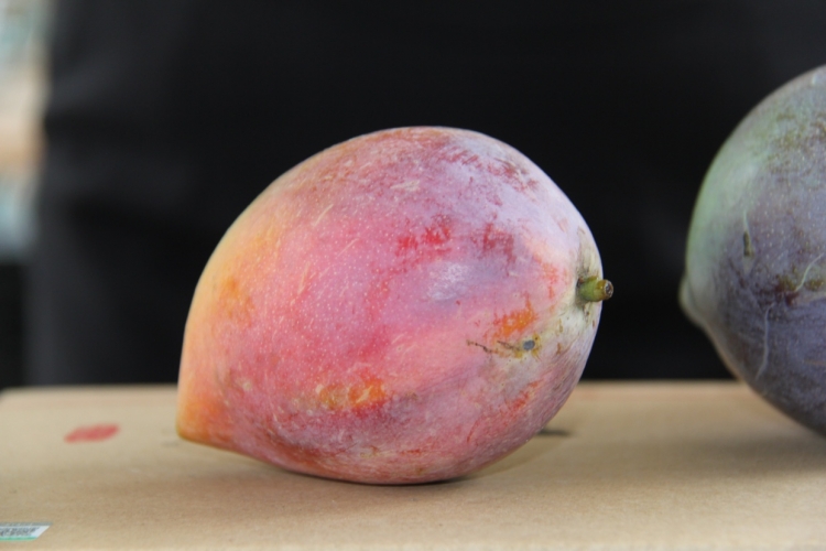 石龙坝，华坪芒果产业半壁江山 有机芒果让食者有安全种者有良田7.JPG