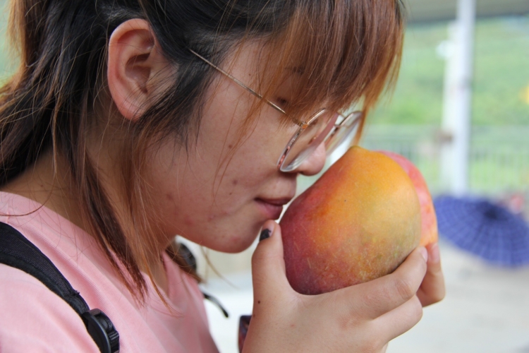 石龙坝，华坪芒果产业半壁江山 有机芒果让食者有安全种者有良田2.JPG