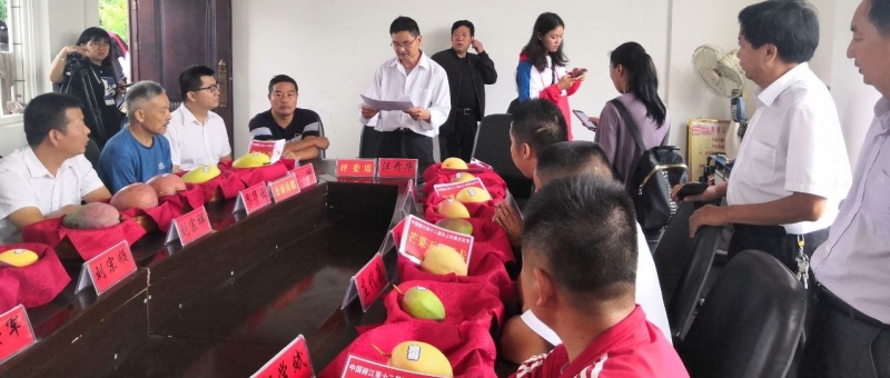 华坪五个芒果王闪亮登场 最重的凯特近两斤1.jpg