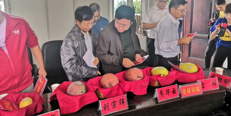 华坪五个芒果王闪亮登场 最重的凯特近两斤3.jpg