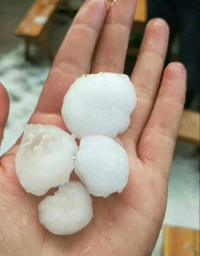 昨晚丽江这几个村突遭冰雹袭击 造成部分作物受灾严重2.jpg