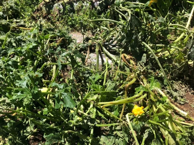 昨晚丽江这几个村突遭冰雹袭击 造成部分作物受灾严重4.jpg