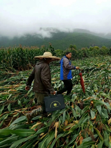 昨晚丽江这几个村突遭冰雹袭击 造成部分作物受灾严重6.jpg