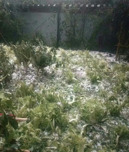 昨晚丽江这几个村突遭冰雹袭击 造成部分作物受灾严重8.jpg