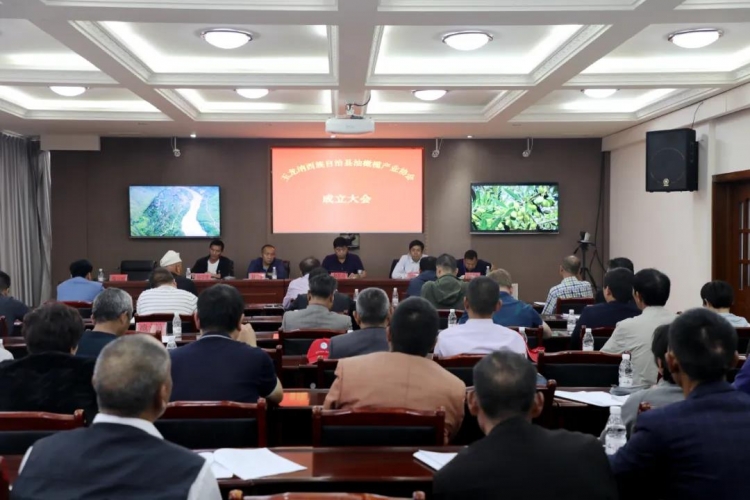 玉龙县油橄榄产业协会今天成立.jpg