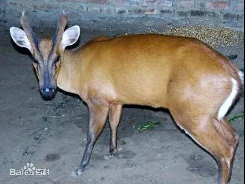 点赞！民警与群众合力救助濒危野生动物麂子 (2).jpg