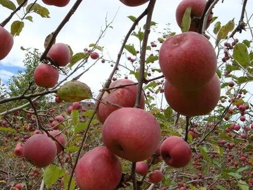 焦泽红市气象局主任的扶贫故事，登上了央视《新闻联播》 (4).jpg