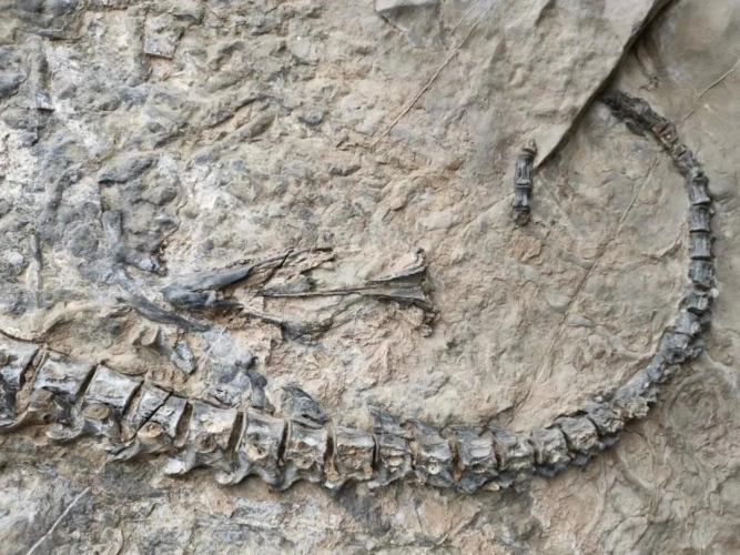 丽江永胜县发现蛇颈龙化石 (4).jpg