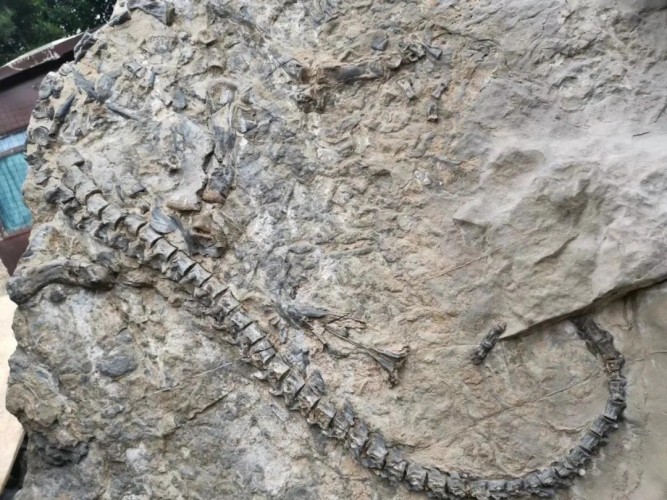 丽江永胜县发现蛇颈龙化石 (3).jpg