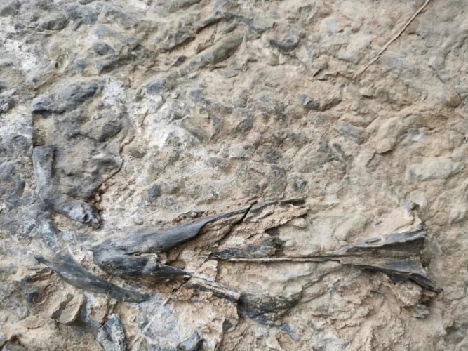 丽江永胜县发现蛇颈龙化石 (2).jpg