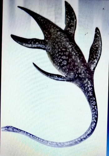 丽江永胜县发现蛇颈龙化石 (5).jpg