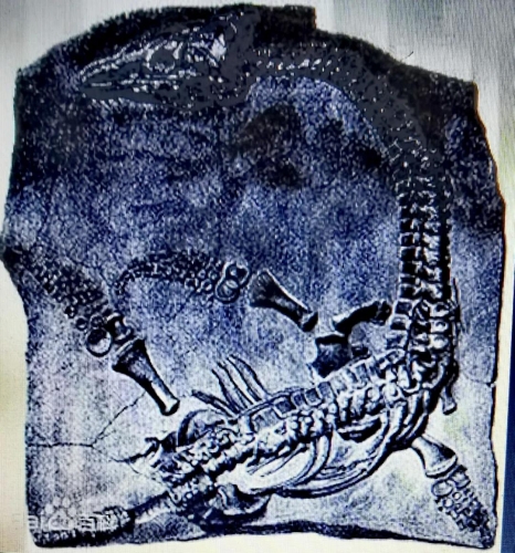 丽江永胜县发现蛇颈龙化石 (1).jpg