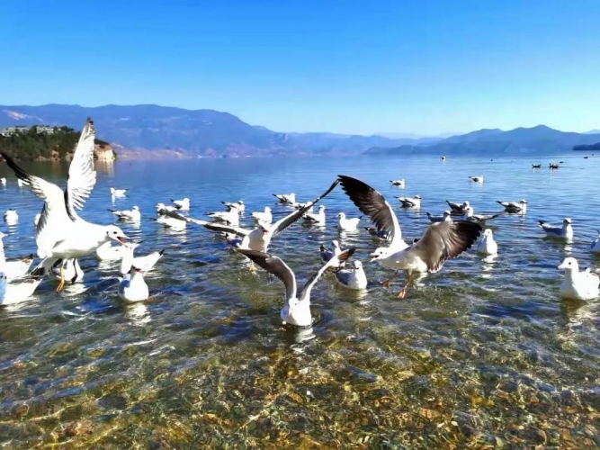 18900余只越冬候鸟抵达泸沽湖！ (3).jpg