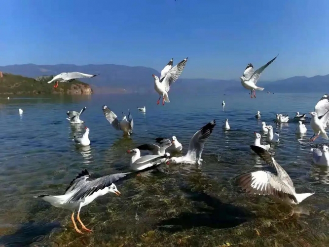 18900余只越冬候鸟抵达泸沽湖！ (1).jpg