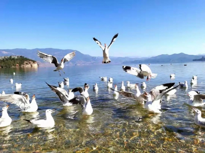 18900余只越冬候鸟抵达泸沽湖！ (2).jpg