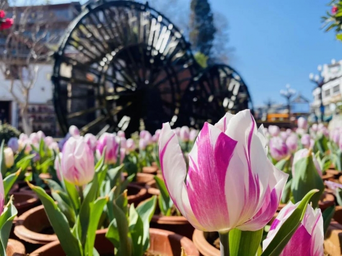 你有一份来自丽江的春节安心游指南，请查收！ (2).jpg