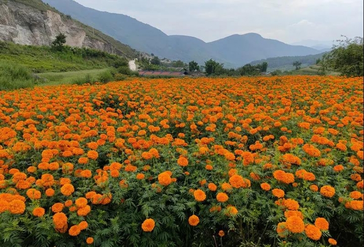 华坪县种植万寿菊8800多亩 预计产值2700多万元 (1).jpg