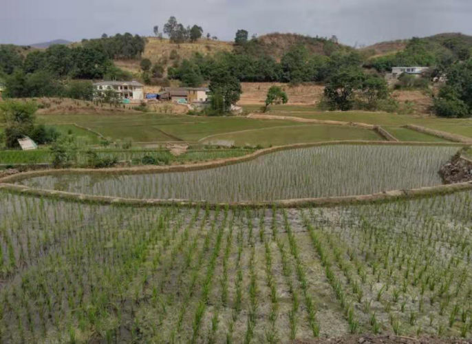 华坪县兴泉镇兴泉社区第十五村民小组拆旧复垦水田1.jpg
